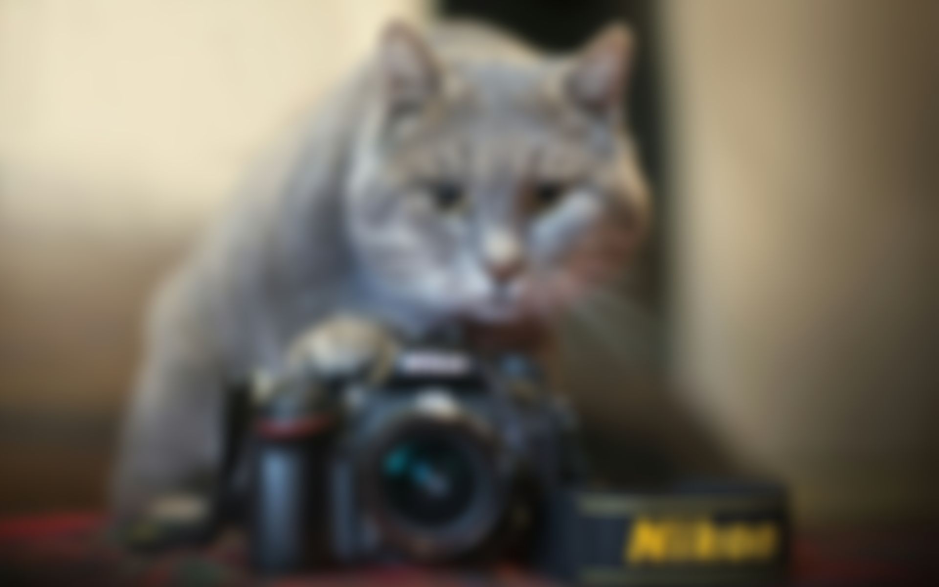 Фотография
