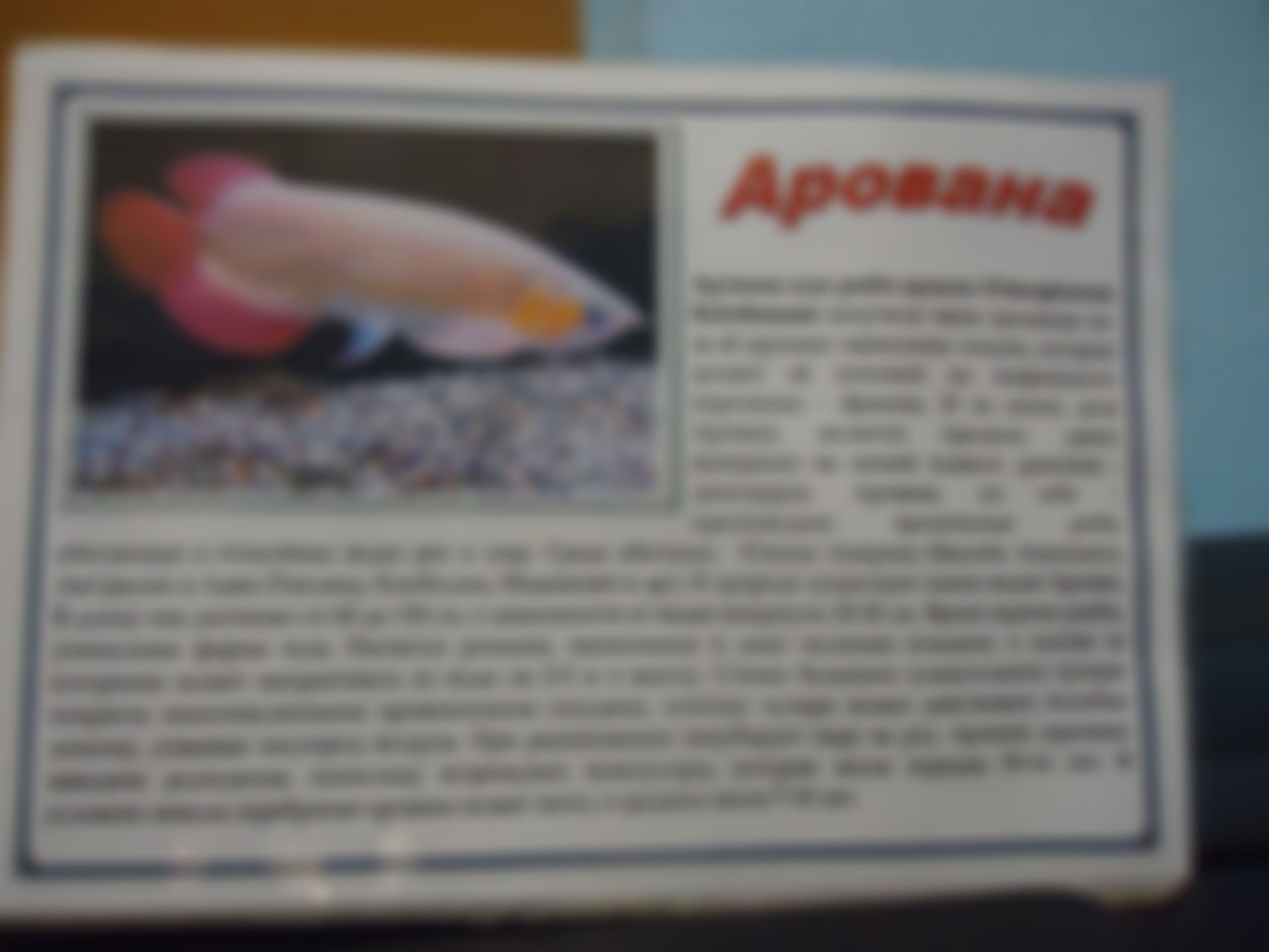 Фотография