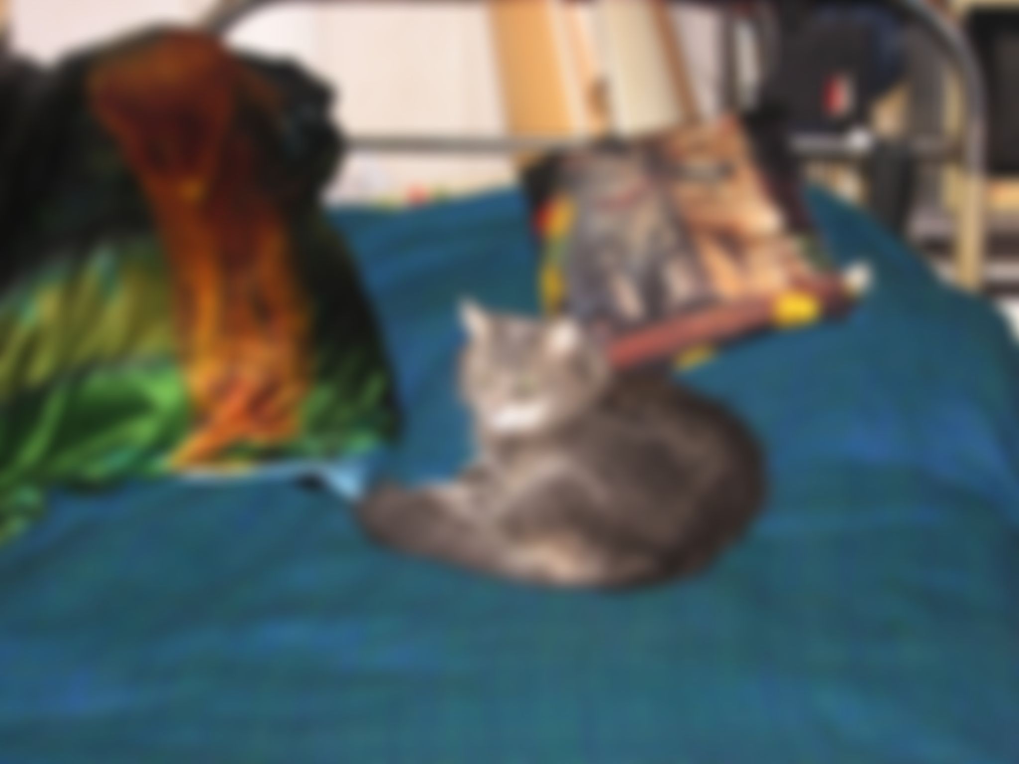 Фотография